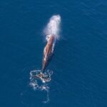 Kaikoura Helicopters Extended Whale Watch flight - Who Should Consider This Tour?