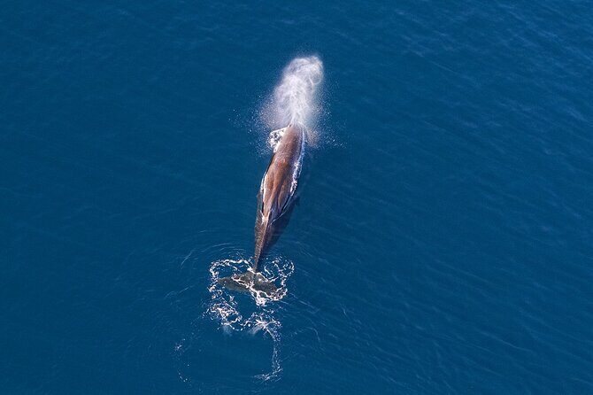 Kaikoura Helicopters Extended Whale Watch flight - Who Should Consider This Tour?