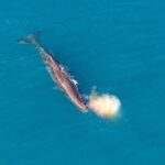 Kaikoura Helicopters Top n Tail Whale Watch flight - The Sum Up