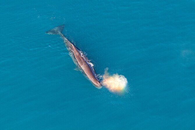 Kaikoura Helicopters Top n Tail Whale Watch flight - The Sum Up