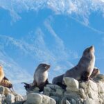 Kaikoura Kayaking Adventure Small Group Tour from Christchurch - Discovering Kaikoura by Kayak: An Honest Review