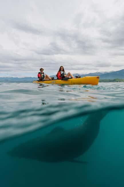 Kaikoura: Private Guided Kayak Tour with Seals - Practical Details and Value