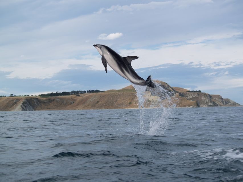 Kaikoura: Sunset Evening Kayaking Tour - Who Should Consider This Tour?