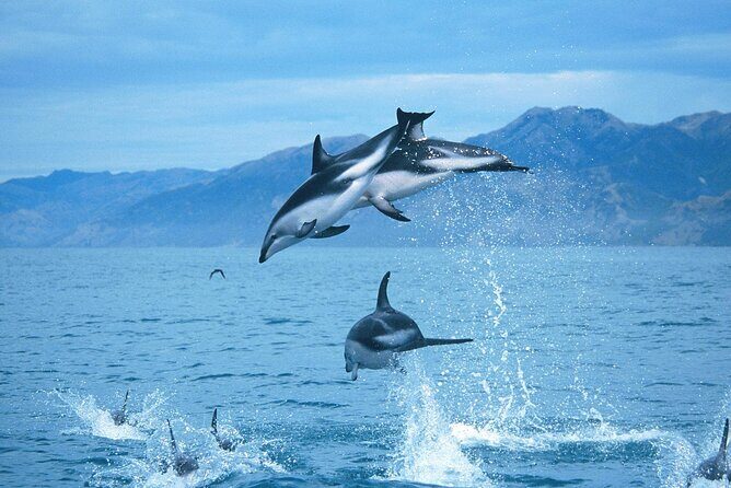 Kaikoura Whale and Dolphin Overnight Tour from Christchurch - FAQs
