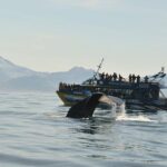 Kaikoura Whale Watch Day Tour from Christchurch - A Deep Dive into the Kaikoura Experience