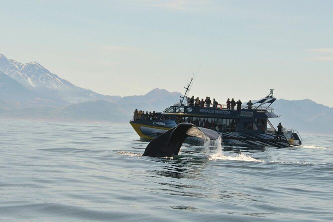 Kaikoura Whale Watch Day Tour from Christchurch - A Deep Dive into the Kaikoura Experience