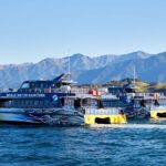 Kaikoura: Whale Watching Cruise - Practical Tips
