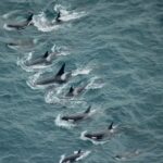 Kaikoura: Whale Watching Flight - Final Thoughts: Who Will Love This Experience?