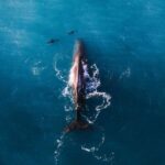 Kaikoura: Whale Watching Flight with Guided Commentary - What the Flight Itself Looks Like