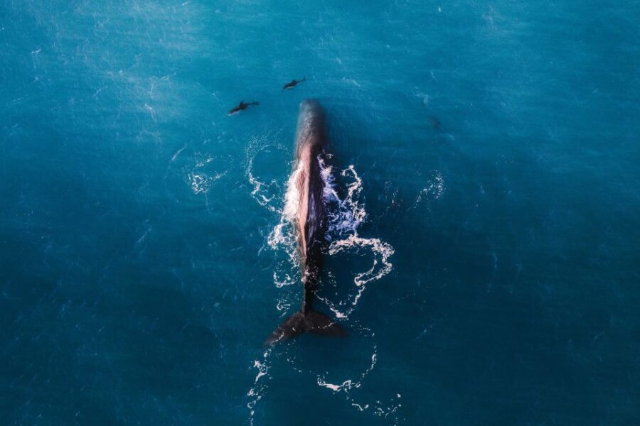 Kaikoura: Whale Watching Flight with Guided Commentary - What the Flight Itself Looks Like