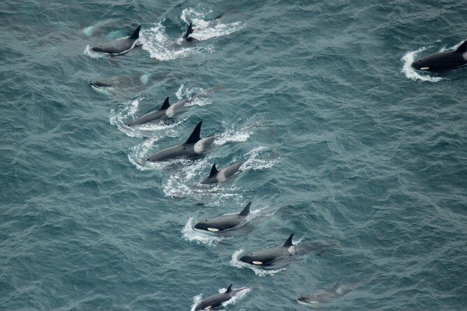Kaikoura: Whale Watching Flight - Final Thoughts: Who Will Love This Experience?
