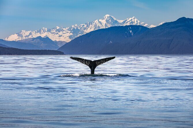 Kaikura Day Tour With Kayak Experience From Christchurch - Key Points