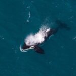 Kaikura Whale Watching and Scenic Landing - 1hr Premier Tour - The Sum Up