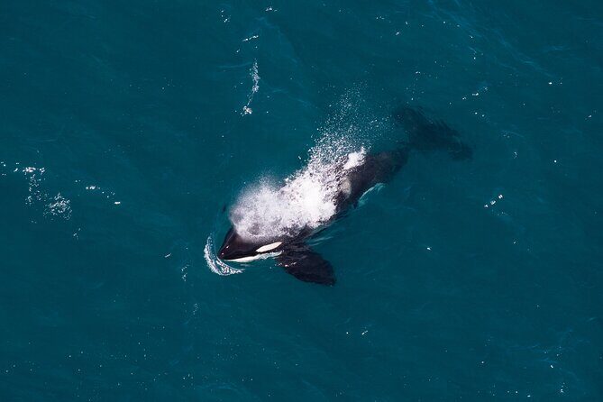 Kaikura Whale Watching and Scenic Landing - 1hr Premier Tour - The Sum Up