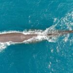 Kaikura Whale Watching Scenic Flight (40 Minutes) - The Value of the Experience