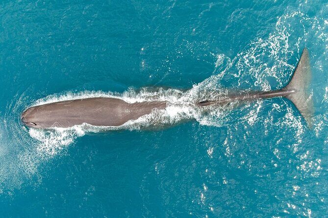 Kaikura Whale Watching Scenic Flight (40 Minutes) - The Value of the Experience