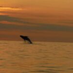 Kailua-Kona: Dolphin Watch & Double-Reef Snorkel Tour - Final Thoughts