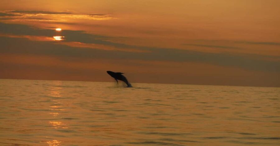 Kailua-Kona: Dolphin Watch & Double-Reef Snorkel Tour - Final Thoughts