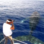 Kailua Kona: Humpback Whale Watching Adventure Cruise - Who Will Love This Tour?