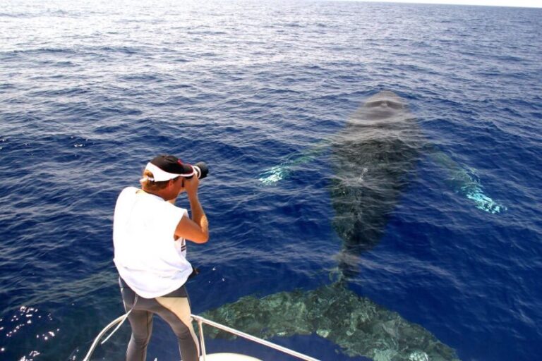 Kailua Kona: Humpback Whale Watching Adventure Cruise - Who Will Love This Tour?