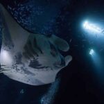 Kailua-Kona: Manta Ray Watching Nighttime Boat Trip - Final Thoughts: Is This Tour Worth It?