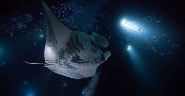 Kailua-Kona: Manta Ray Watching Nighttime Boat Trip - Final Thoughts: Is This Tour Worth It?