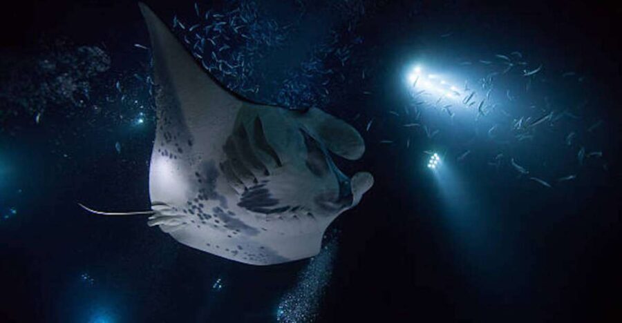 Kailua-Kona: Manta Ray Watching Nighttime Boat Trip - Final Thoughts: Is This Tour Worth It?