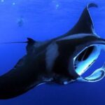 Kailua Kona: Night Manta Ray Adventure on the Big Island - The Itinerary: From Dock to Underwater Spectacle