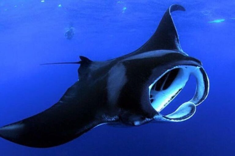 Kailua Kona: Night Manta Ray Adventure on the Big Island - The Itinerary: From Dock to Underwater Spectacle