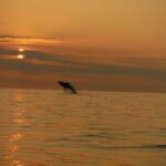 Kailua-Kona: Pacific Humpback Whale Watch Excursion - Who Is This Tour Best For?
