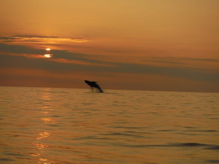 Kailua-Kona: Pacific Humpback Whale Watch Excursion - Who Is This Tour Best For?