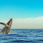 Kailua-Kona: Whale Watching Cruise on the Big Island - What to Expect on the Water