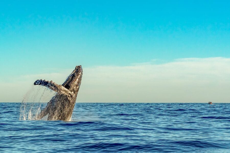 Kailua-Kona: Whale Watching Cruise on the Big Island - What to Expect on the Water