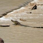Kakadu National Park Full Day Tour - Sacred Owl Tours - Tour 3A - How This Tour Balances Value and Experience