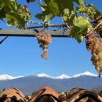 Kakheti tour - Private Full Day Wine tour with Lunch and Wine tasting - What Makes This Tour Stand Out?