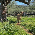 Kalamata: Farm-to-Table Experience with Cooking - A Closer Look at the Farm-to-Table Experience in Kalamata