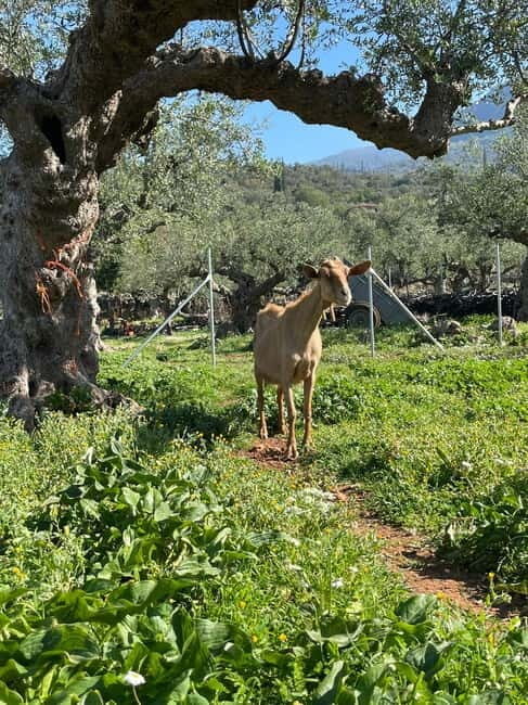 Kalamata: Farm-to-Table Experience with Cooking - A Closer Look at the Farm-to-Table Experience in Kalamata
