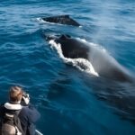 Kalaoa: Big Island & Kona Midday Whale Watching Tour - Final Thoughts: Is This Tour Right for You?