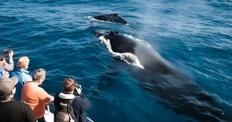 Kalaoa: Big Island & Kona Midday Whale Watching Tour - Final Thoughts: Is This Tour Right for You?