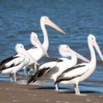 Kalbarri: Murchison River Morning Cruise - FAQ