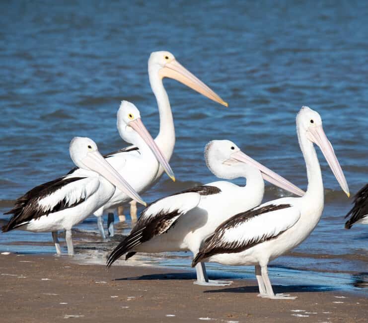Kalbarri: Murchison River Morning Cruise - FAQ
