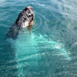 Kalbarri Whale Watching Tour - What Do Travel Reviews Say?