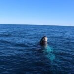 Kalbarri Whale Watching Tour - FAQ