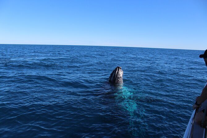 Kalbarri Whale Watching Tour - FAQ