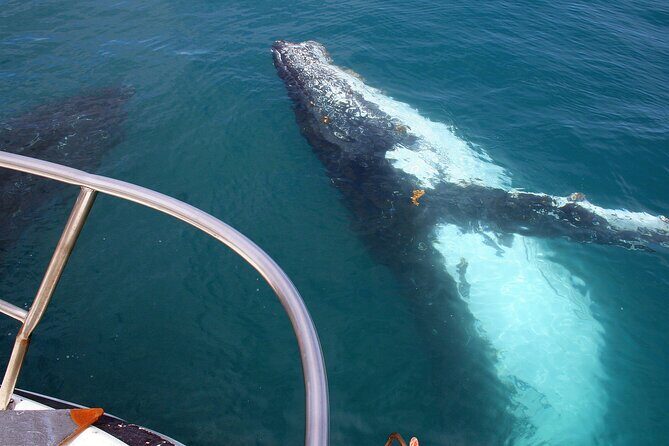 Kalbarri Whale Watching Tour Guided - Frequently Asked Questions