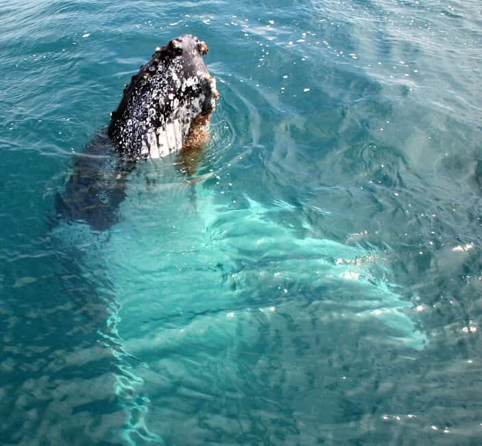 Kalbarri Whale Watching Tour - What Do Travel Reviews Say?