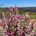 Kalbarri Wildflower Tour - Who Should Consider This Tour?