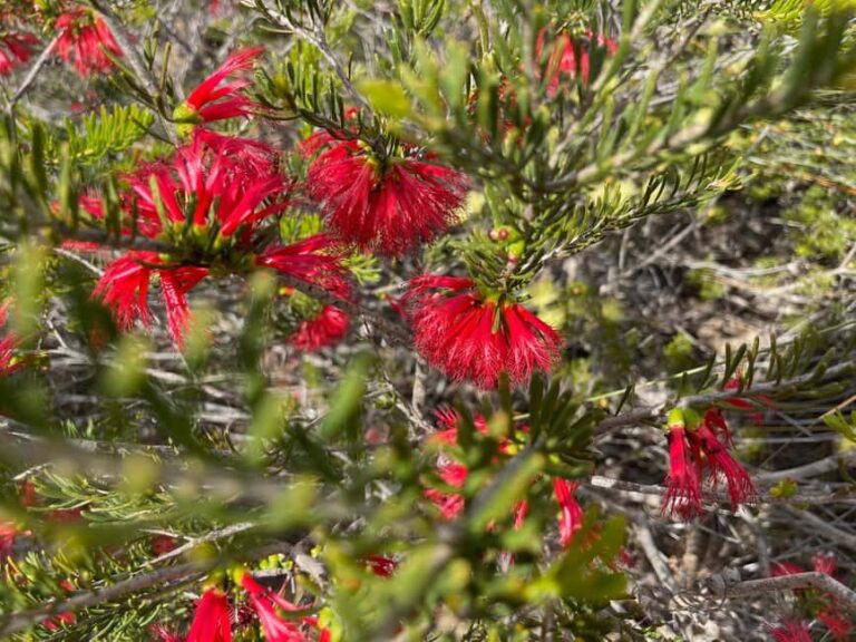 Kalbarri Wildflower Tour with Local Guide - Why This Tour Works Well