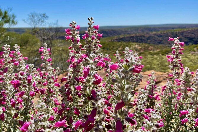 Kalbarri Wildflower Tour - Who Should Consider This Tour?