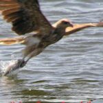Kalgan Queen Scenic Cruises a four hour sheltered water wildlife tour daily fun. - FAQ